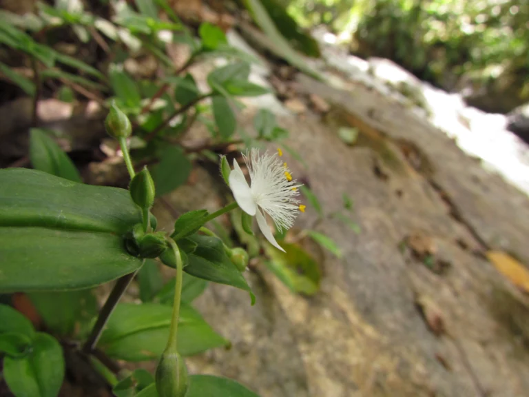 Tradescantia cymbispatha (24)