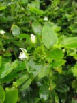 Tradescantia fluminensis (3)