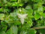 Tradescantia fluminensis (6)