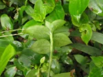 Tradescantia fluminensis (11)