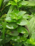 Tradescantia fluminensis (13)