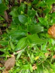 Tradescantia fluminensis (19)