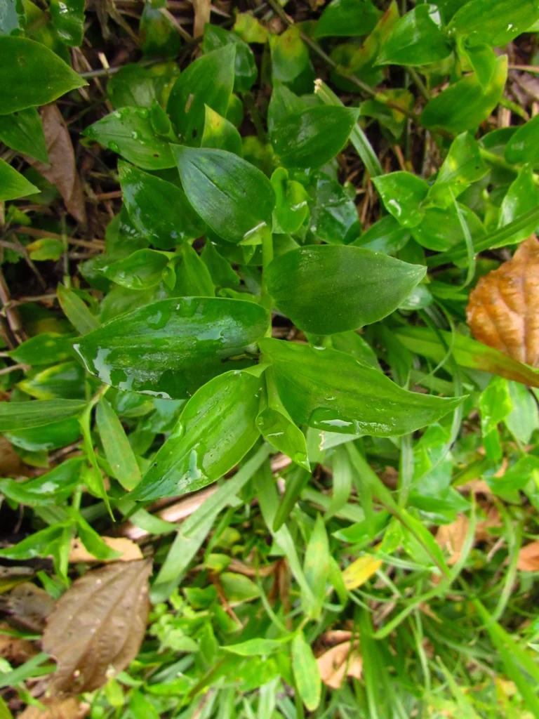 Tradescantia fluminensis (19)