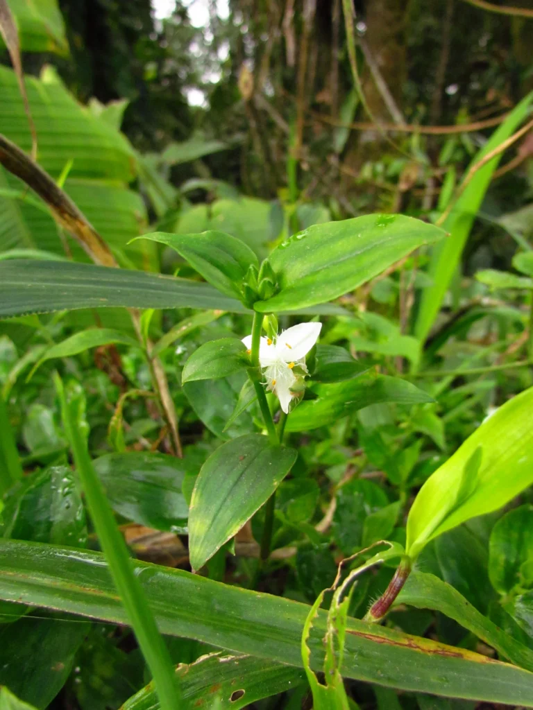 Tradescantia fluminensis (20)