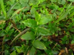 Tradescantia fluminensis (27)