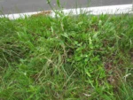 Tradescantia schwirkowskiana (2)