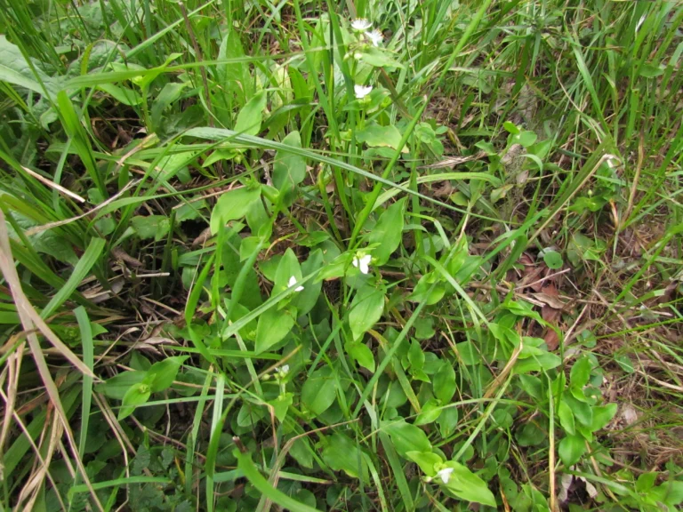 Tradescantia schwirkowskiana (3)
