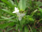 Tradescantia schwirkowskiana (4)