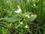 Tradescantia schwirkowskiana (8)