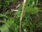 Tradescantia schwirkowskiana (11)