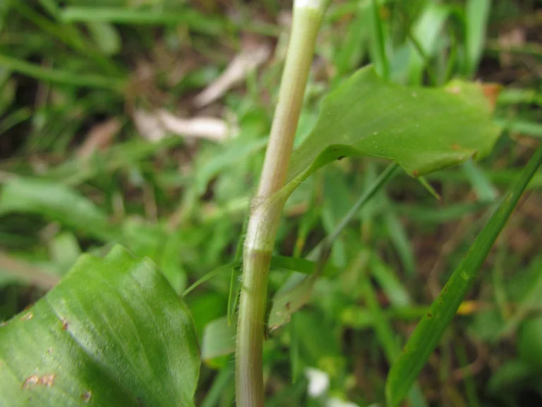 Tradescantia schwirkowskiana (12)