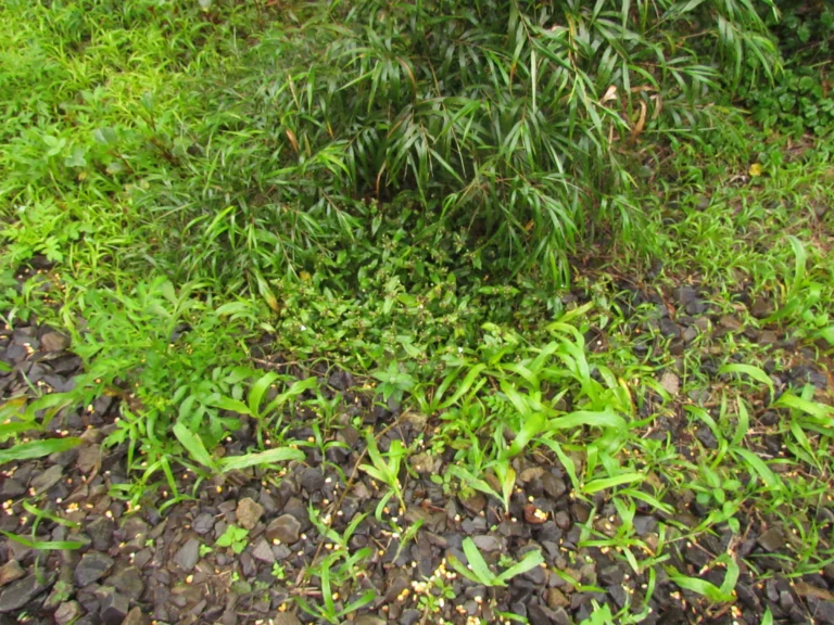Tradescantia schwirkowskiana (13)