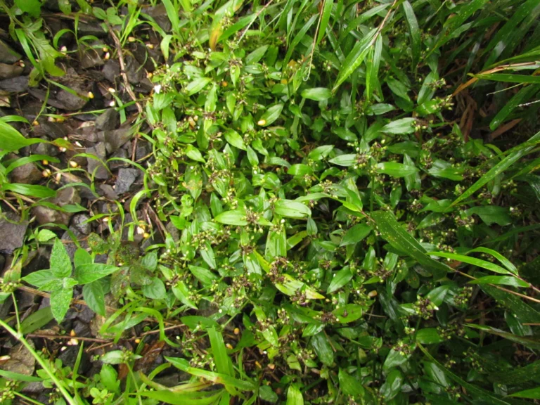 Tradescantia schwirkowskiana (21)
