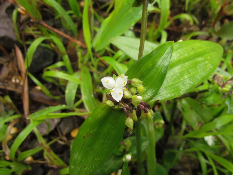 Tradescantia schwirkowskiana (23)