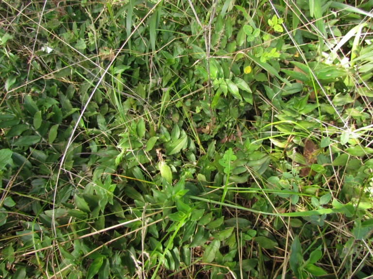 Tradescantia serrana (4)