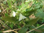 Tradescantia serrana (6)