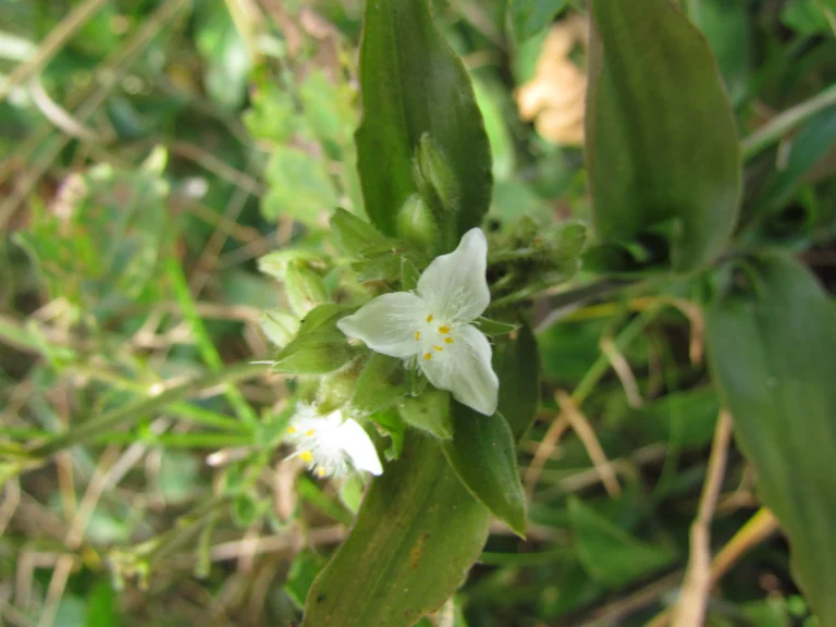 Tradescantia serrana (7)