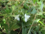 Tradescantia serrana (8)