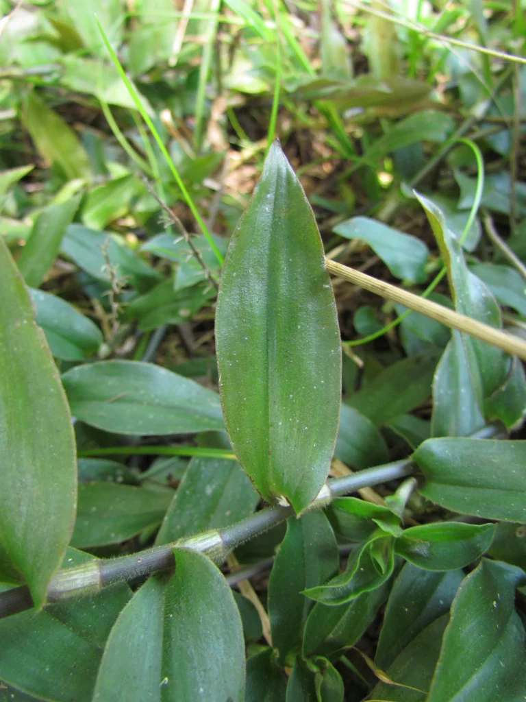 Tradescantia serrana (12)