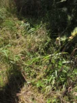 Tradescantia serrana (16)