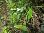 Tradescantia seubertiana (14)