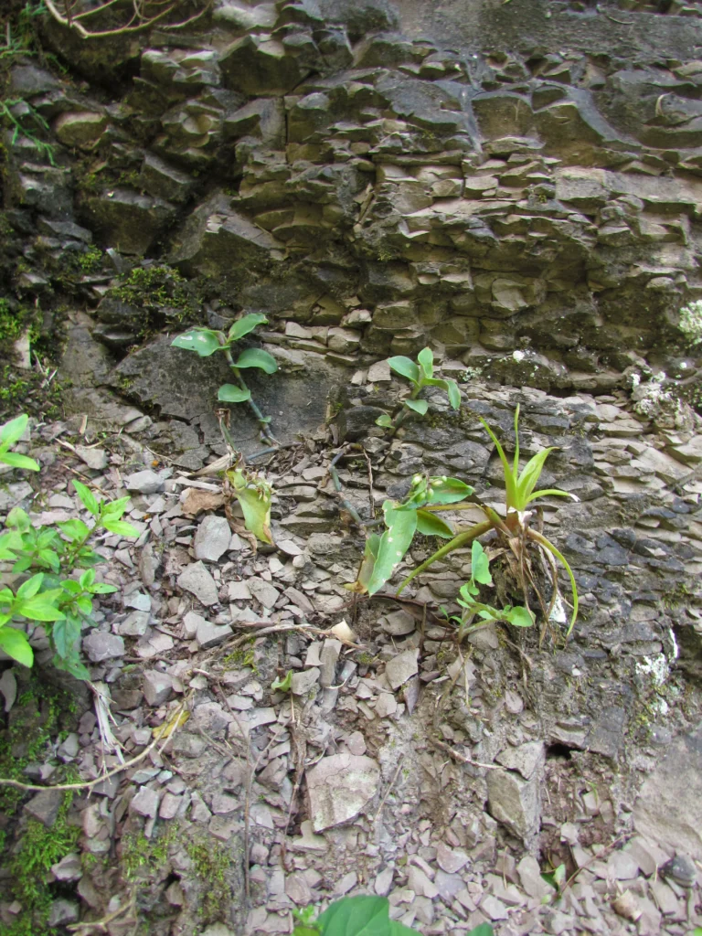 Tradescantia seubertiana (16)