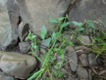 Tradescantia seubertiana (25)