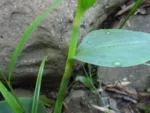 Tradescantia seubertiana (31)