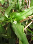 Tradescantia tenella (15)