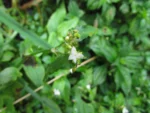 Tradescantia tenella (17)