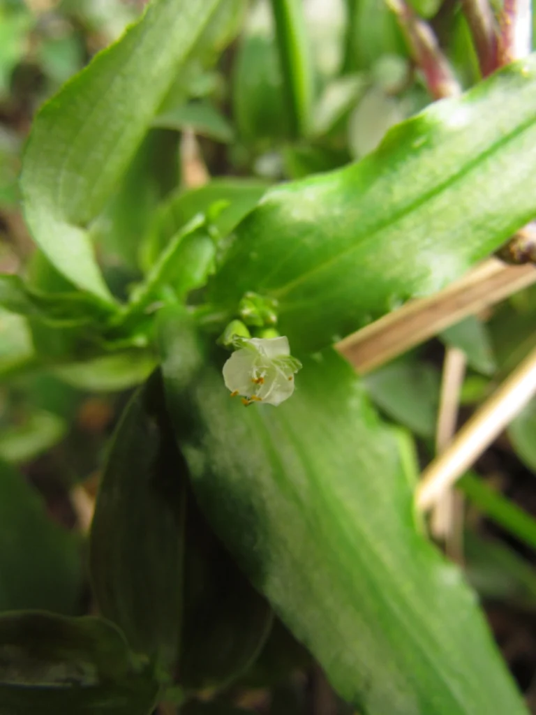 Tradescantia tenella (18)