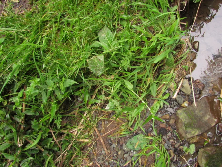 Tradescantia tenella (19)