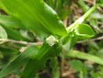 Tradescantia tenella (24)