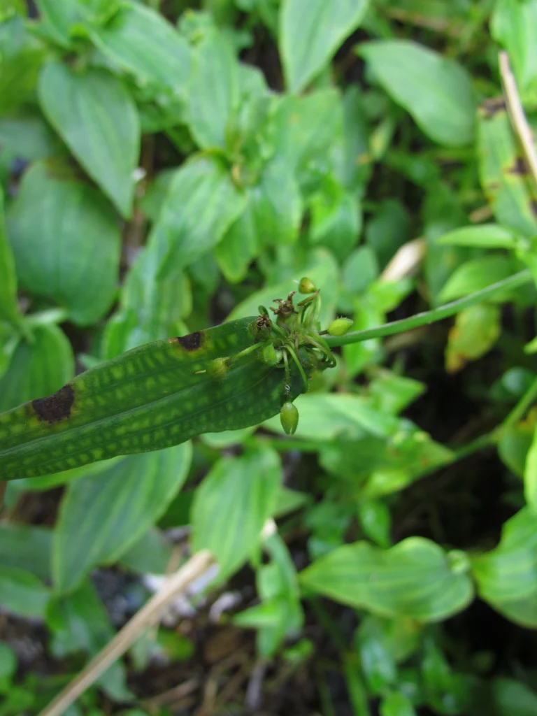 Tradescantia tenella (29)