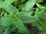 Tradescantia tenella (32)