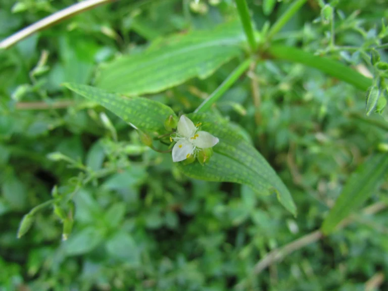 Tradescantia tenella (42)