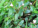 Tradescantia seubertiana (4)
