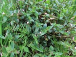 Tradescantia seubertiana (6)