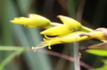 Vriesea rastrensis (27)