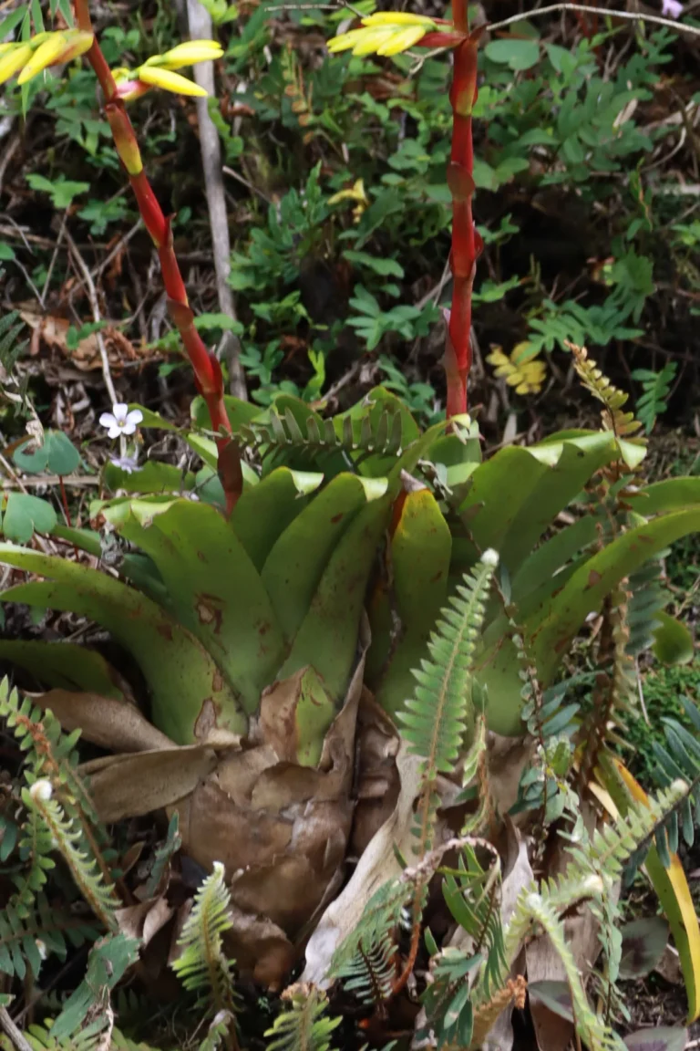 Vriesea rastrensis (28)