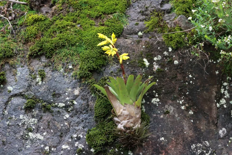 Vriesea rastrensis (34)