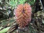 Helosis cayennensis (8)