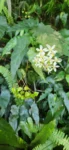 Begonia biguassuensis (1)