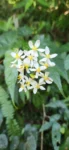 Begonia biguassuensis (2)