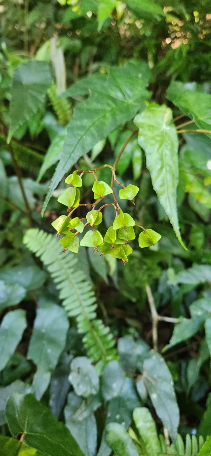 Begonia biguassuensis (3)