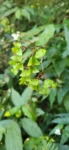 Begonia biguassuensis (4)