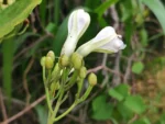 IMG_20260406_123623