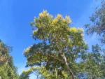 IMG_20260506_113801