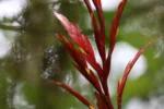 Vriesea brusquensis (12)