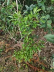 IMG_20260507_122659